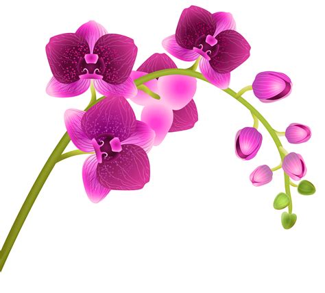 free orchid pics|free orchid clip art images.